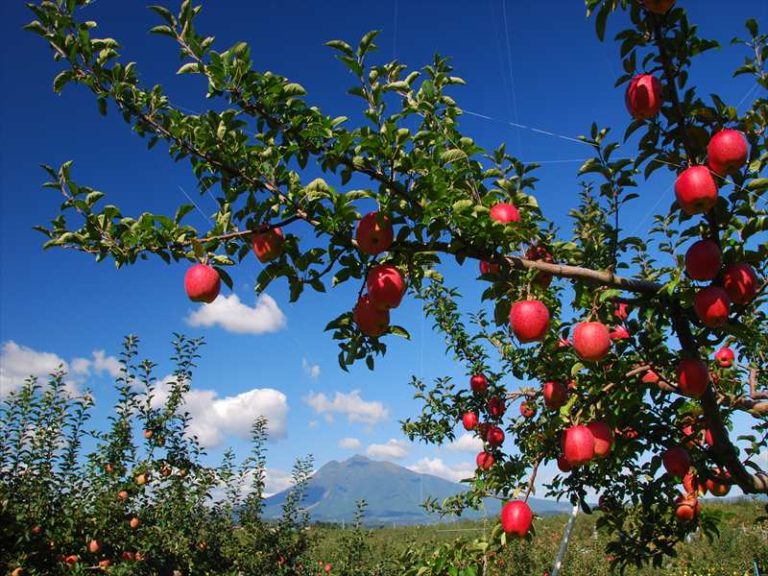 りんごポリフェノールサプリメントの効果とは｜副作用やおすすめの飲むタイミングも紹介